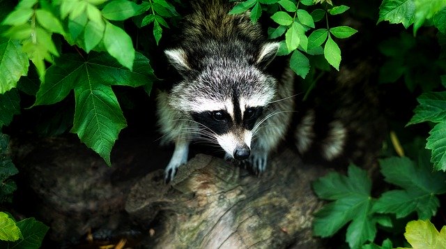 a raccoon in the bushes